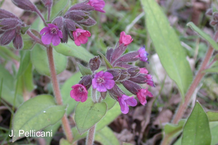 Pulmonaria montana